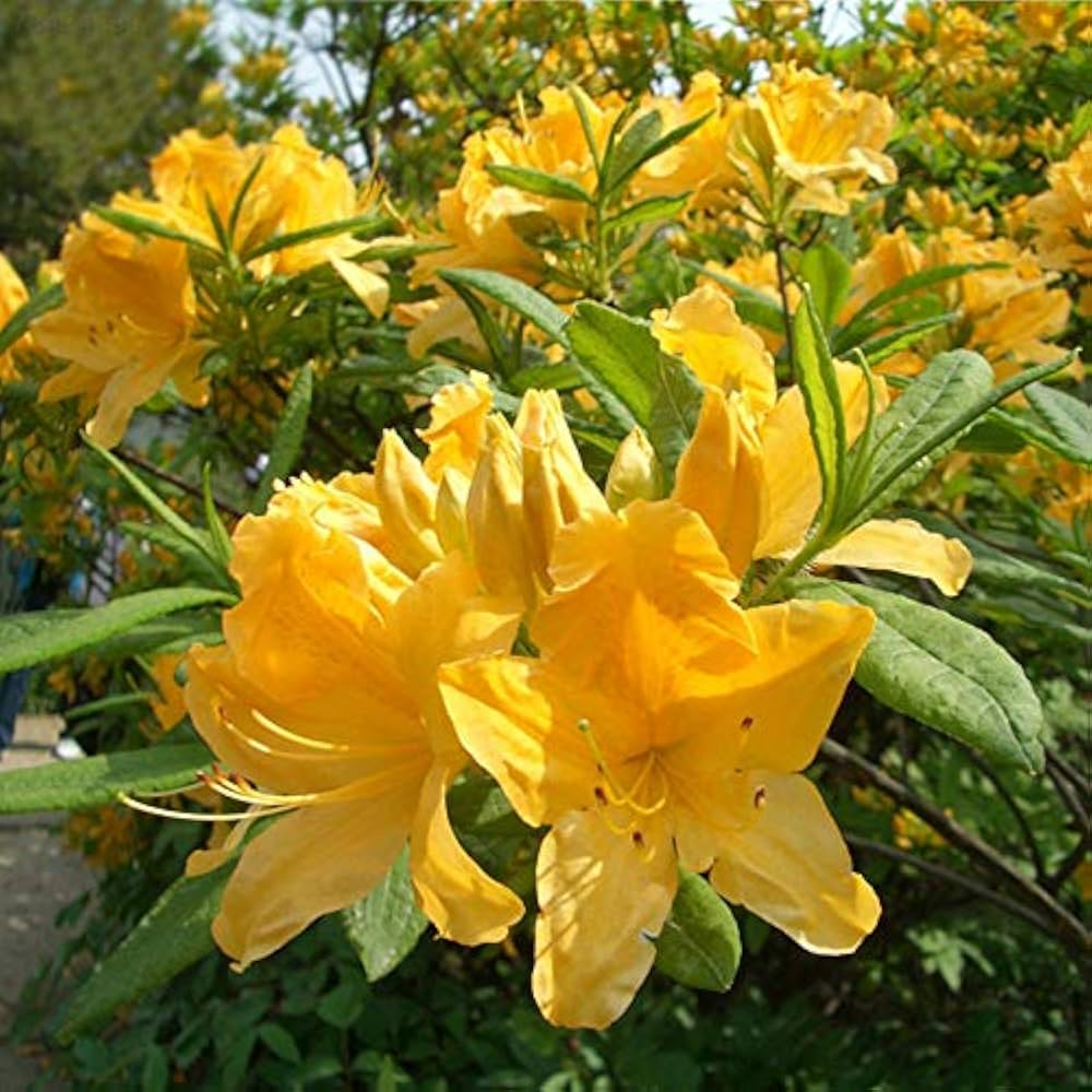Yellow (sunrise amaryllis Hippeastrum hybridum flower) for planting in garden